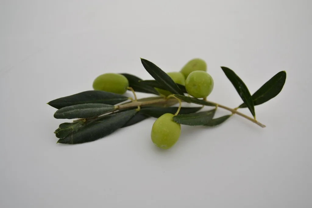 ramo natural de oliveira com um cacho de azeitona.