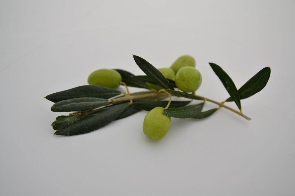 ramo natural de oliveira com um cacho de azeitona.