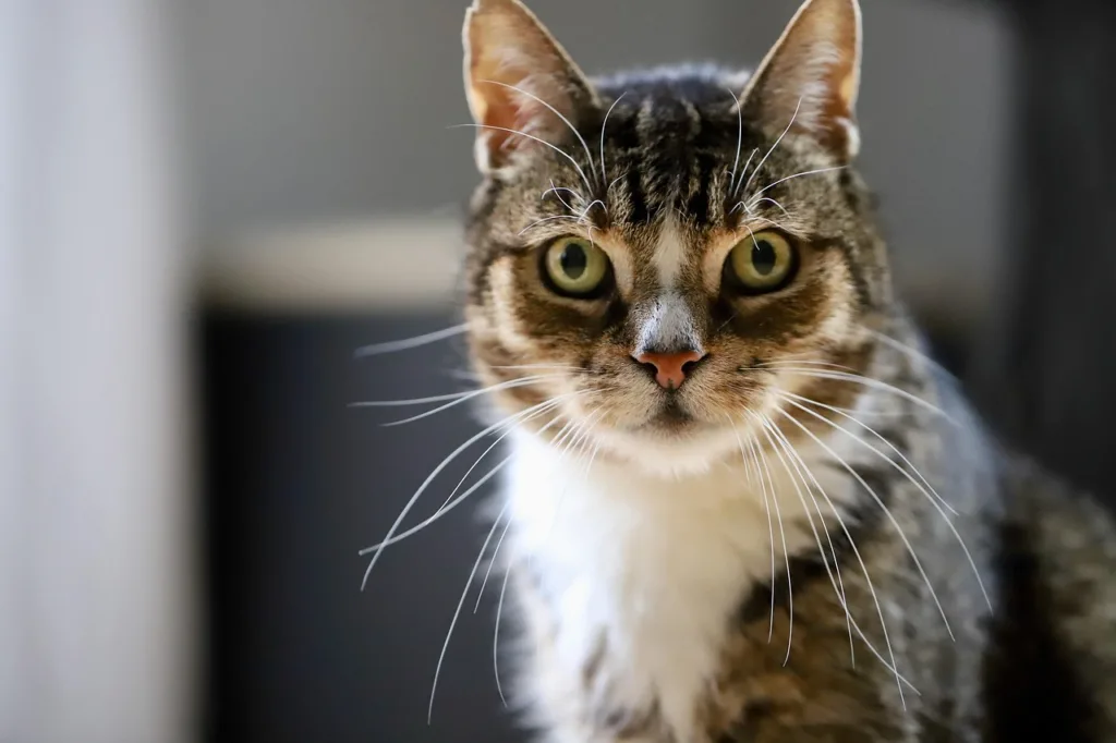 um gato marrom em posição vigilante.