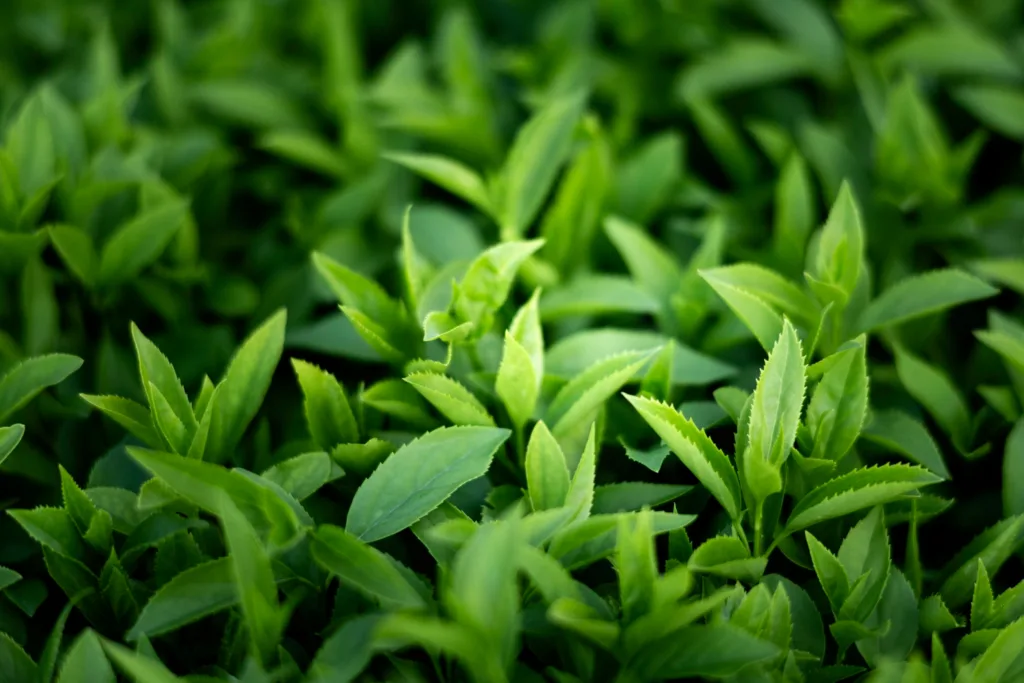 folhas da moringa