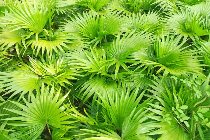 imagem de palmeiras saw-palmetto
