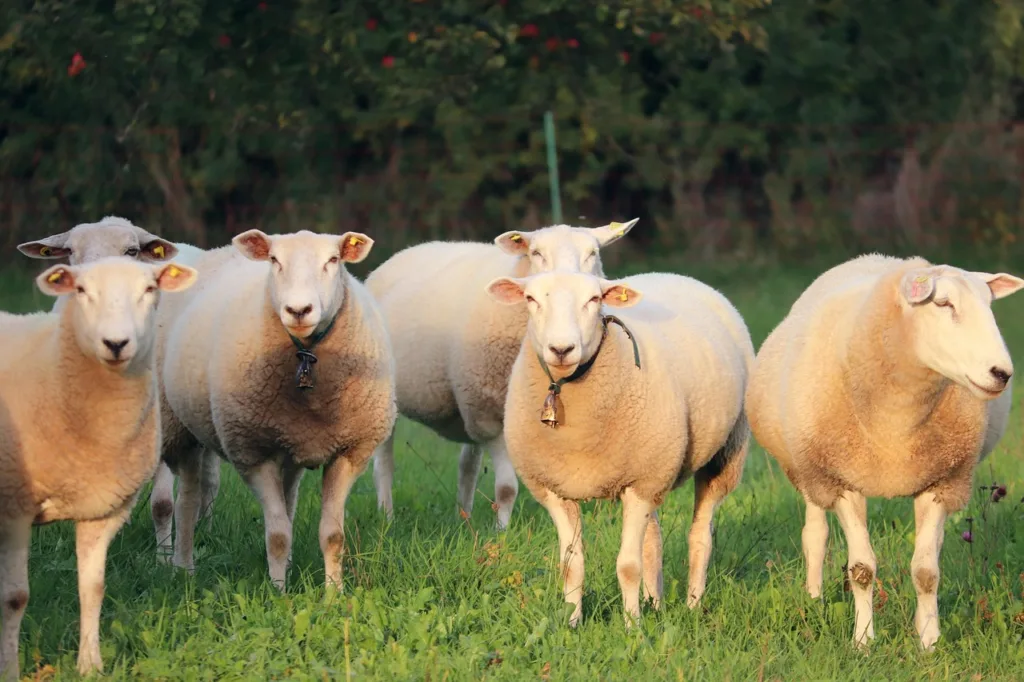 varias ovelhas pastando.