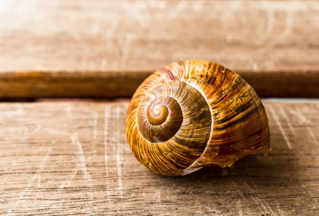 close de um caracol dourado em uma mesa de madeira.