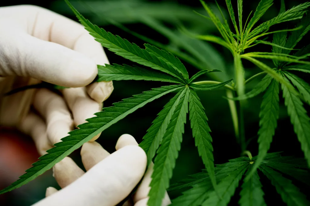 mãos com luvas segurando uma folha verde da cannabis.