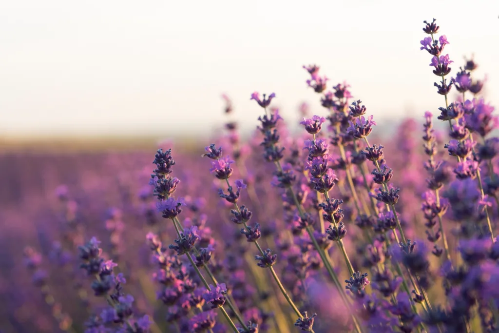 plantação de lavanda.