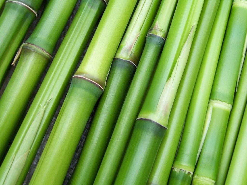 diversas varas de bamboo.