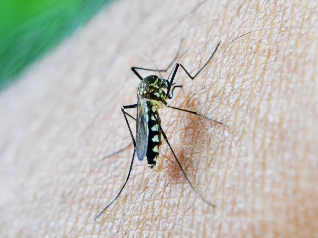 close mosquito da malária picando uma pele.