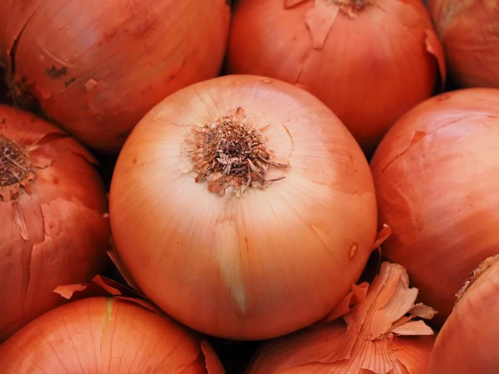 cebolas amarelas secas