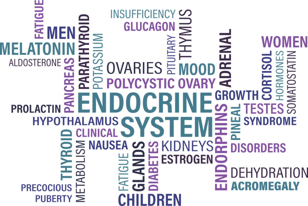 arte sobre o sistema endócrino.